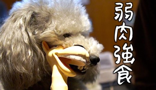 🐶犬にまた変なおもちゃ買ってきた男【トイプードルのグリィ】【犬】【dog】【toy poodle】