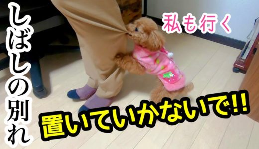 【別れ】しばらくパパがいないので、ママとお留守番する犬。寂しい背中…。【トイプードルのコロン】