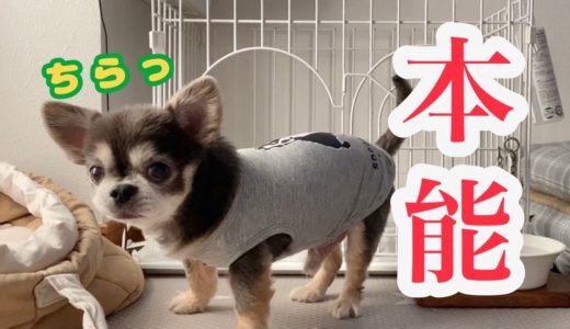 排泄後、臭いを隠す犬【チワワ】