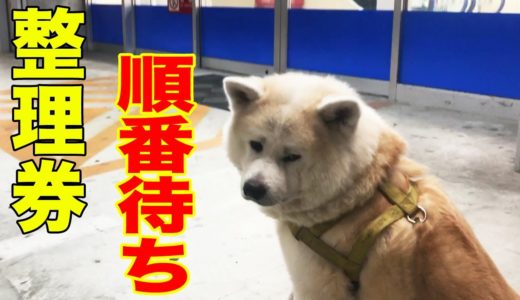 任務遂行！整理券をゲットせよ・秋田犬そうすけ挑戦します