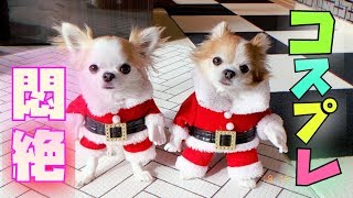 幸せを運ぶ小さなサンタクロースの子犬チワワと先住犬チョッピ