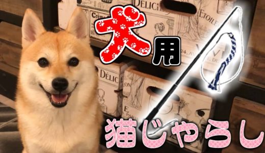 犬用猫じゃらしに大興奮する柴犬