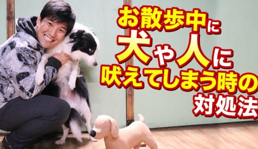 お散歩中に人や犬に吠えてしまう時の対処法についてお話します！