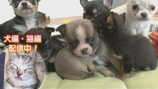 「どうぶつピース！！かわいい大図鑑」犬編（10）寝顔大集合！ てんこ盛り 豪華チワワ鍋 他