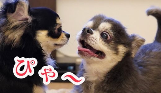 8か月パピーとはしゃぐ13歳のチワワ【犬】