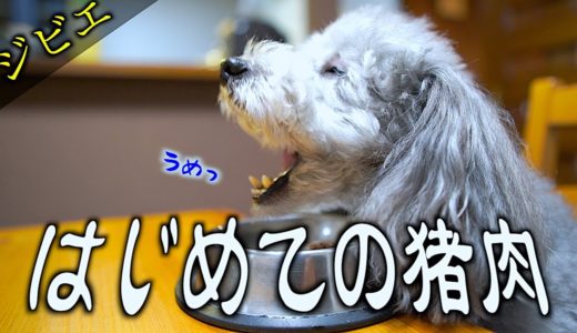 🐶生まれてはじめて猪のお肉を食す犬【トイプードルのグリィ】【犬】【dog】【toy poodle】