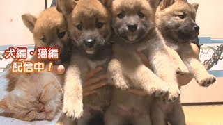 「どうぶつピース！！かわいい大図鑑」犬編（3）なぜ!? おっぱいにたどり着けない！ 他