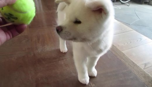 【秋田犬ゆうき】ボール遊びの途中で飼い主を無視していなくなる【akita dog puppy】