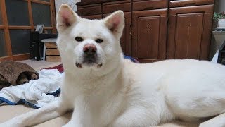 【秋田犬ゆうき】一日の体力は夜の異種格闘技戦で使い果たす【akita dog】