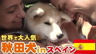 「どうぶつピース！！かわいい大図鑑」犬編（30）世界で大人気！ 海外で暮らす日本犬