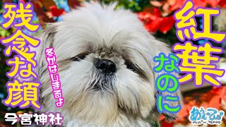 【冬が】京都紅葉なのに残念な顔の犬【はじまるよ】