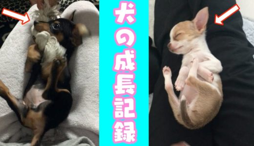 愛犬2匹の幼犬時代を振り返る