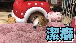 柴犬小春　このくらい潔癖でも犬は飼えます　ライブまとめ