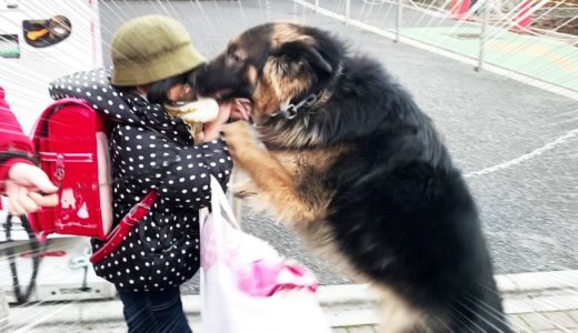 シェパード犬マックのお迎えに来たよ♪I’ll pick the kids up today.