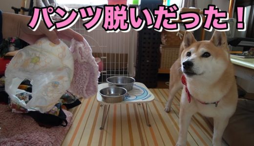 柴犬小春　ENG sub 犬も寝てる間にパンツ脱ぎ散らかす【小春ヒート中です】