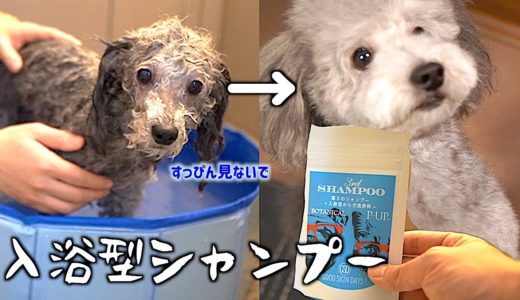 🐶犬の新習慣！入浴型のシャンプーを使ってみた。【トイプードルのグリィ】【犬】【dog】【toy poodle】