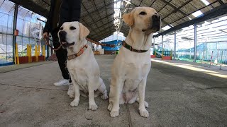 アジリティも小型犬の接し方も勉強中なのだ。躾教室　ラブラドールレトリーバー