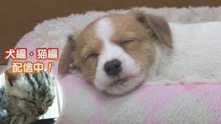 「どうぶつピース！！かわいい大図鑑」犬編（9）寝起き大好物レース まさかの大逆転!? 他