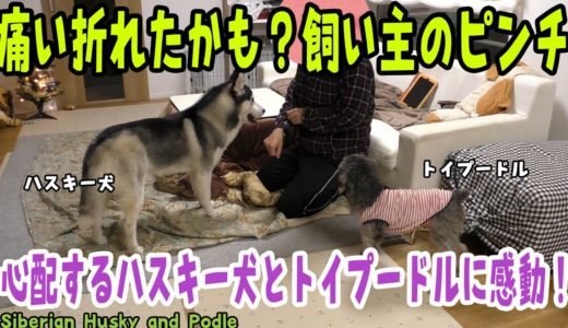 飼い主の手が折れたかも？心配するハスキー犬とトイプードルの様子 Husky and Poodle