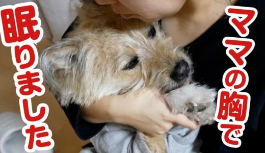 大晦日はママの胸の中でぐっすり眠った犬〜大晦日密着〜