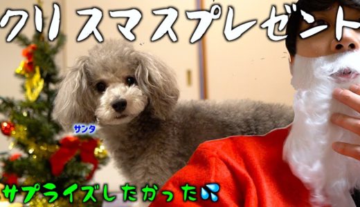 🐶犬が寝てる間に枕元にクリスマスプレゼントを置きたかった。【トイプードルのグリィ】【犬】【dog】【toy poodle】