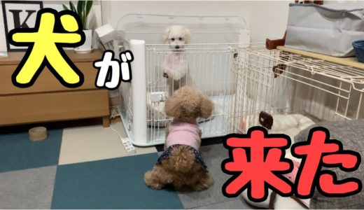 子犬が我が家に来た！先住犬の反応は！？