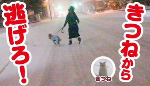 野生のキツネが犬を狙ってしつこく追いかけて来たので必死に逃げました