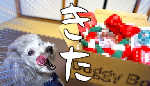 🐶うちの犬宛にドギーボックスからプレゼントが届きました。早めのクリスマスプレゼント。【トイプードルのグリィ】【犬】【dog】【toy poodle】【Doggy Box】