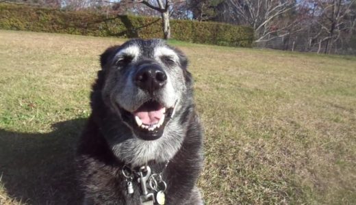 保健所から迎えた犬　朝の幸せお裾分け