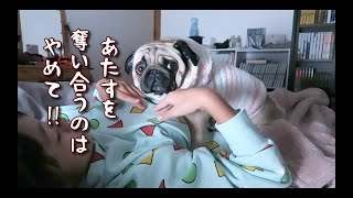 ベッドで愛犬を奪い合うパパとママと娘 パグ犬ぷぅ Pug