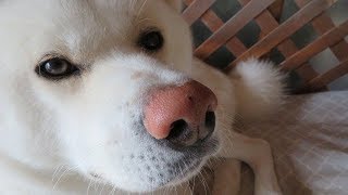 【秋田犬ゆうき】たまに見る夢には夏のお兄ちゃんたちがいつも登場します【akita dog】