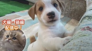 「どうぶつピース！！かわいい大図鑑」犬編（31）お母さんまであと少し！ まさかの落とし穴 他