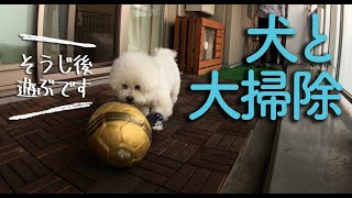 犬と年末大掃除2｜ベランダを掃除後おもちゃ遊びするビションフリーゼわたまる play with dog after balcony cleaning