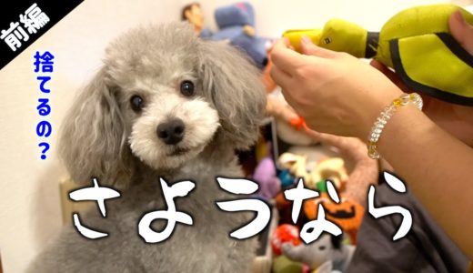 🐶犬のおもちゃを断捨離しようとしたら想像以上に心が痛んだ。「前編」【トイプードルのグリィ】【犬】【dog】【toy poodle】