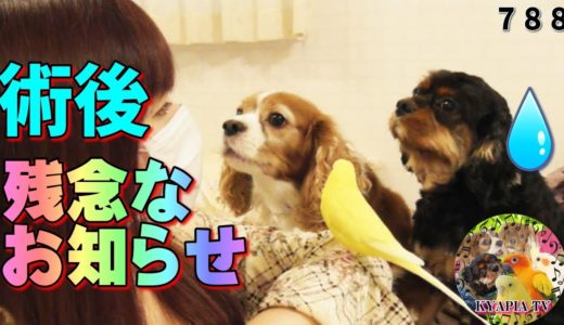 術後の経過が最悪・マイボーム腺腫 再発・キャバリア犬動画788 Cavalier King Charles Spaniel