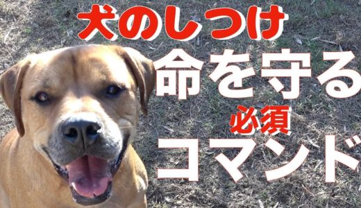 【ドッグトレーニング】犬を飼ったら入れて欲しいコマンド vol 1