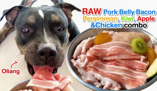 Oliang eats Pork Belly, Persimmon, KIWI, Apple&Chicken combo [ASMR] | B.A.R.F | MUKBANG 犬が生の肉を食べる