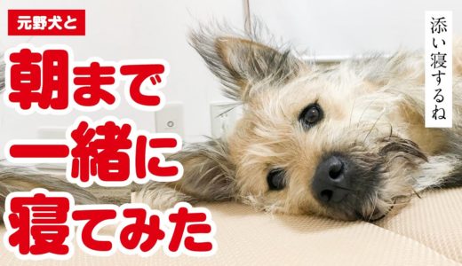 甘えん坊の犬と朝まで一緒に寝てみたら…（第3弾）