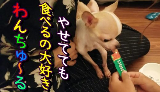 【3日目】やせ細った保護犬チワワに総合栄養食わんちゅーるをあげてみた。　I gave the dog comprehensive nutritional diet.