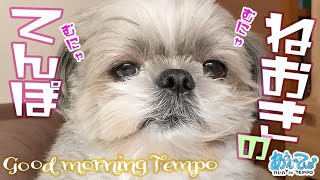 【ベロベロ】寝起きのおじさんの顔をなめまわす犬の朝【睡眠動画】