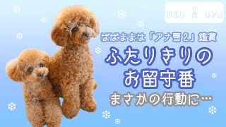 【閲覧注意】フリーで犬をお留守番させたらとんでもない展開になってた…。