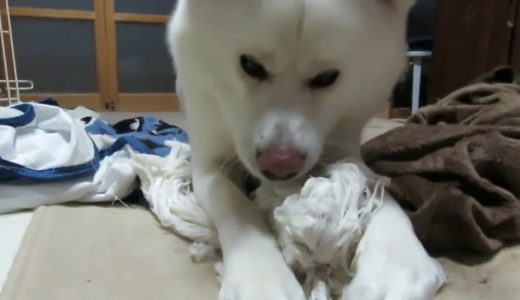 【秋田犬ゆうき】あっという間におもちゃが最終形態となりました【akita dog】