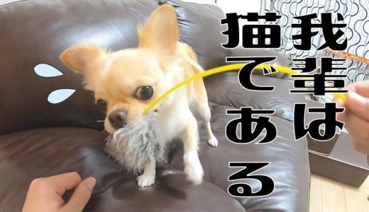 犬の姿と見せかけて実は猫だったりする子犬チワワのみるく【犬】【dog】【Chihuahua】