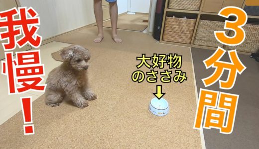 うちの犬なら3分間大好物のササミが目の前にあっても我慢できる気がする。【トイプードル】