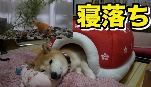 柴犬小春　犬と金魚の寝落ち