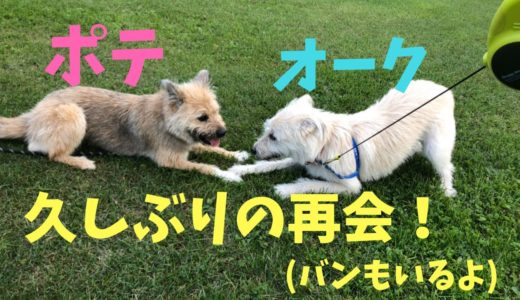 元野犬のオークくんがまたきょうだい犬と再会できる日がくるなんて…素晴らしき１日。ぽっちゃーーーん♡（バンもいるよ！）