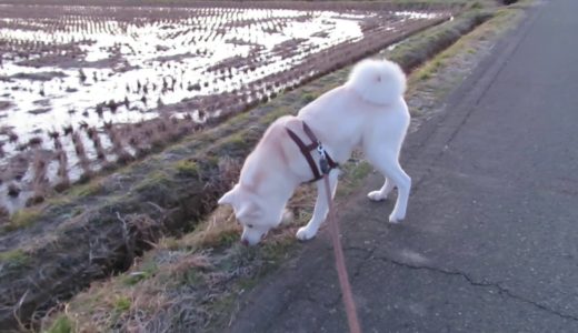 【秋田犬ゆうき】朝のお散歩は寒いのに寄り道ばかりで先に進まない【akita dog】