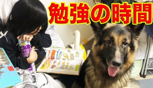 シェパード犬マックも一緒に宿題だね！おやつも一緒に食べようFor making a good living with your dog