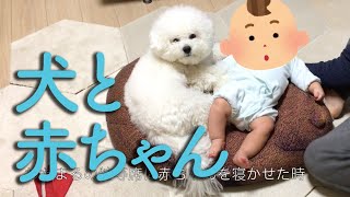 犬と赤ちゃんとの生活｜赤ん坊を完全に受け入れるビションフリーゼわたまる dog and baby life