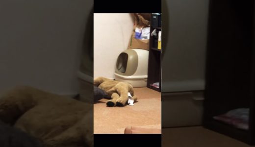 トイレハイで犬を脅す猫